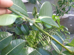 Cryptostegia madagascariensis