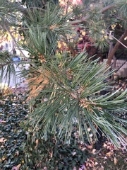 Pinaceae