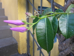 Cryptostegia madagascariensis