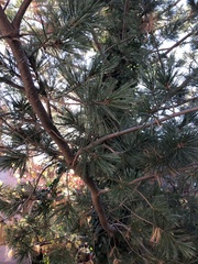 Pinaceae
