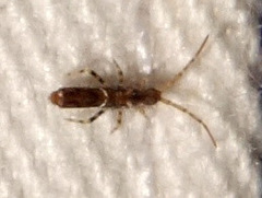 Entomobrya dorsalis
