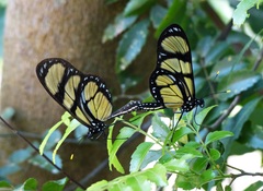 Methona themisto themisto
