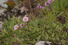 Erigeron glabratus
