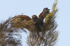 Parabuteo unicinctus