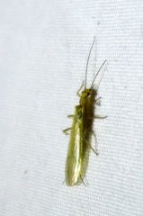 Isoperlinae