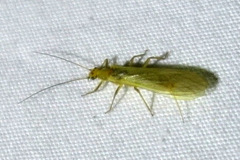 Isoperlinae