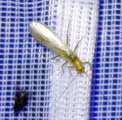 Isoperlinae