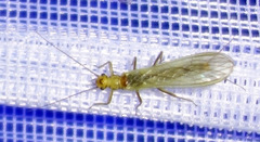 Isoperlinae
