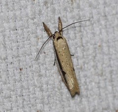 Compsotorna oligarchica