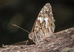 Hipparchia aristaeus