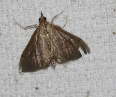 Lamprophaia albifimbrialis