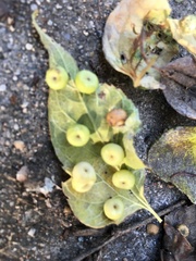 Pachypsylla celtidismamma