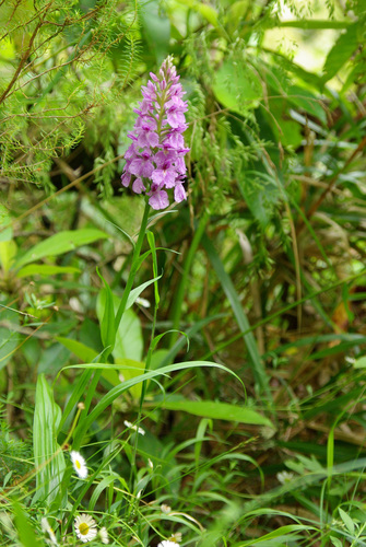 Dactylorhiza foliosa image