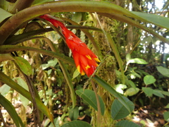 Guzmania jaramilloi