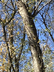 Melanerpes carolinus