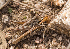 Dociostaurus maroccanus