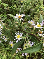 Symphyotrichum