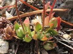 Micranthes bryophora