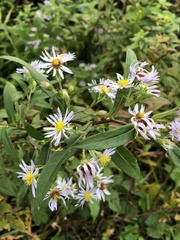 Symphyotrichum