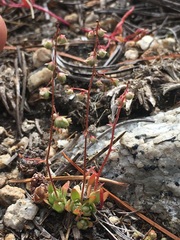 Micranthes bryophora