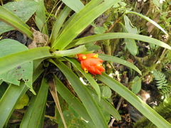Guzmania jaramilloi