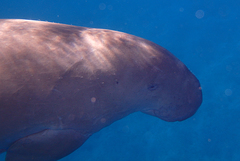 Dugong dugon