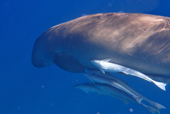 Dugong dugon