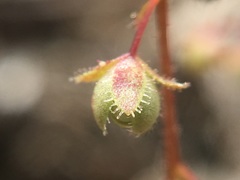 Micranthes bryophora