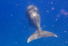 Dugong dugon