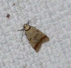 Heteroteucha anthodora