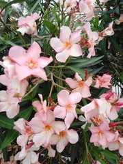 Nerium oleander