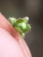 Micranthes bryophora