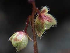 Micranthes bryophora