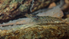 Caridina cantonensis