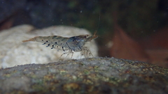 Caridina cantonensis