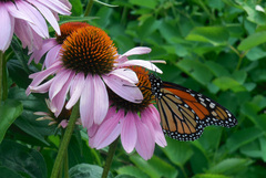 Danaus plexippus