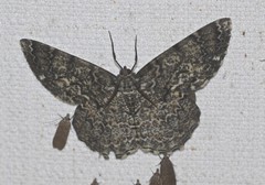 Amblychia subrubida