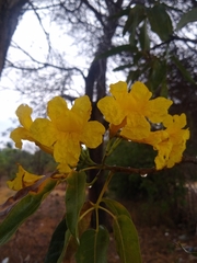 Tabebuia aurea