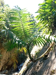 Prestoea