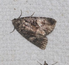 Condica macrosema