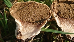 Lycoperdon pratense