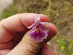 Epidendrum calanthum