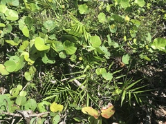 Chamaedorea seifrizii