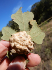 Andricus texanus
