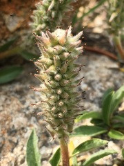 Salix petrophila