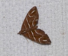 Chaetolopha leucophragma