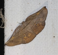 Xenomusa metallica