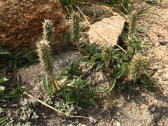 Salix petrophila