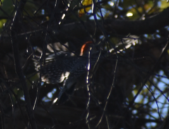 Melanerpes carolinus