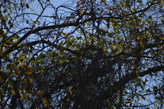 Melanerpes carolinus